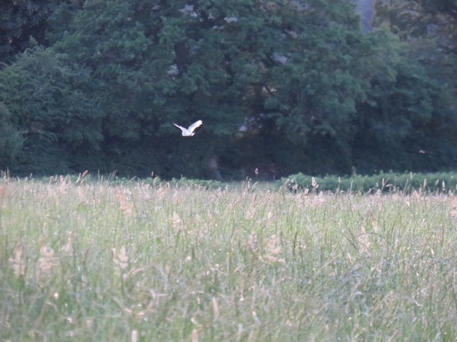 A pale barn owl in flight low over long grass, with trees behind
